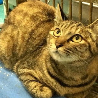 新動画あり☆人馴れ抜群すりすり甘えます