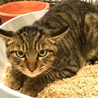 新動画あり☆怖がりな大きめ若齢キジトラ