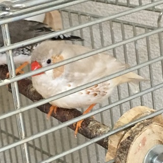 錦華鳥(キンカチョウ) オス