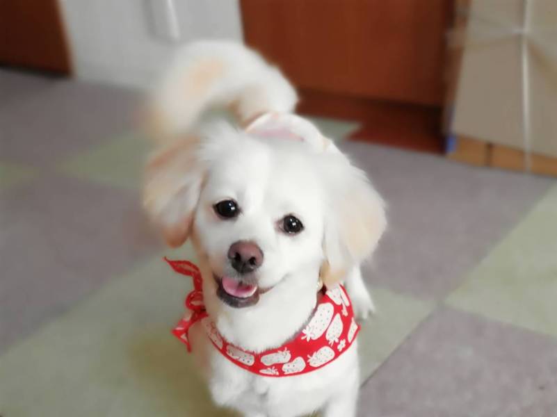 2 3歳の真っ白シュガーちゃん 大阪府 犬の里親募集 ペットのおうち 月間利用者150万人