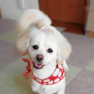 2〜3歳の真っ白シュガーちゃん