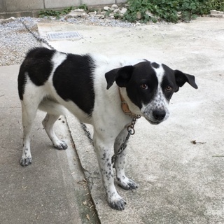 飼い主に捨てられました！