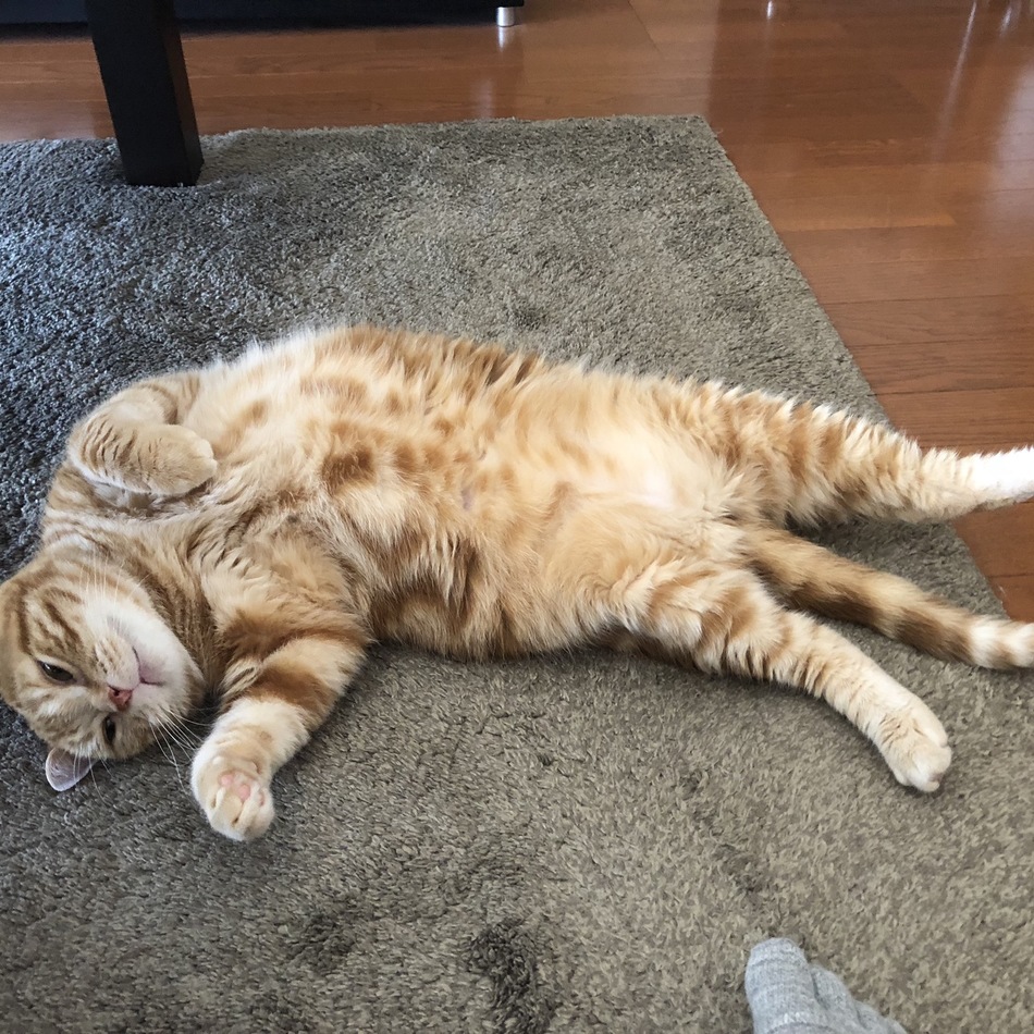 寅次郎のカバー写真