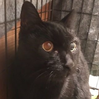 4きょうだい猫のお姉さんです。