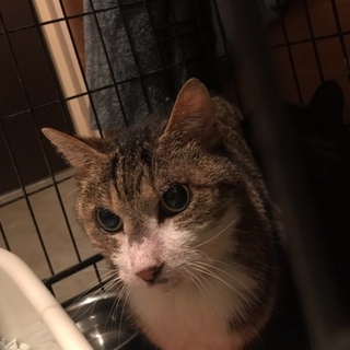 4きょうだい猫の男の子です。