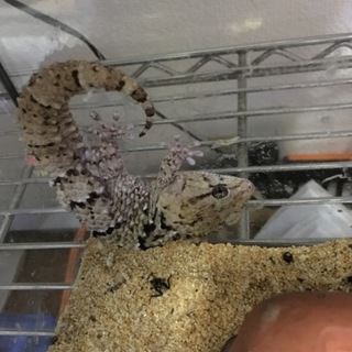 ビブロンゲッコー