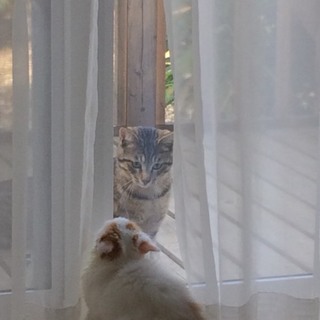 飼い主さんを探しています