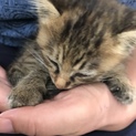 人馴れ抜群の仔猫です！