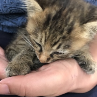 人馴れ抜群の仔猫です！
