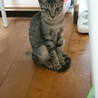 彪次郎丸