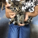 急募！子猫4匹！