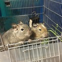 デグー里親募集！！