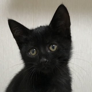 甘えん坊の美黒猫りんちゃん