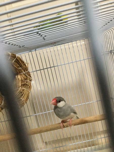 荒鳥です 文鳥の飼育経験 熊本県 鳥の里親募集 ペットのおうち 月間利用者150万人