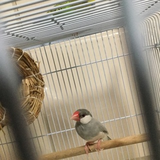 荒鳥です。文鳥の飼育経験がある方。