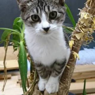 キジ白☆まりちゃん