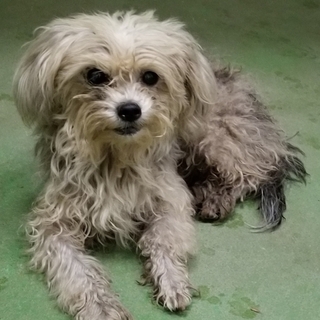 処分間近 マルチーズMIX 動画あり