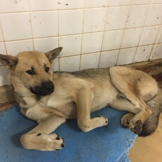 里親決定しました。