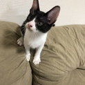 生後3ヶ月のメス猫さん