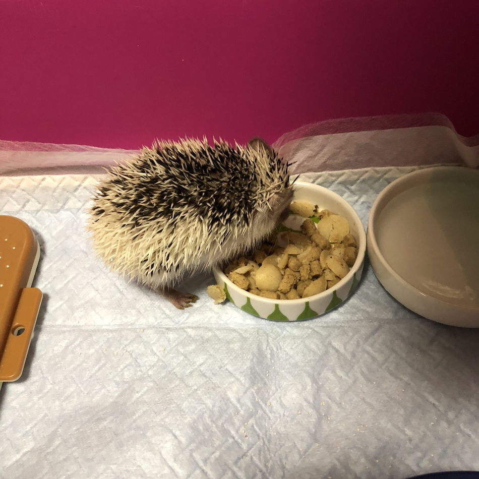 まりものカバー写真