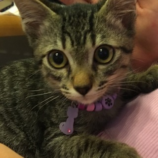 【保健所引き出し】かわいいキジトラ子猫です❗️