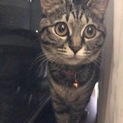 里親を探しております。（募集取りやめます）