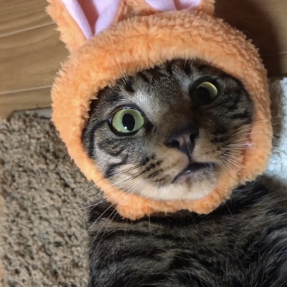 ちび太のカバー写真