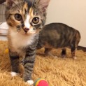 甘えん坊のキジ三毛 ミカちゃん