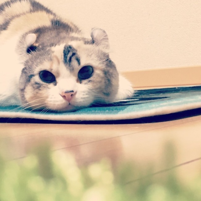 ふかみさのカバー写真