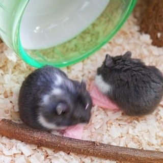 ハムスター赤ちゃん4匹の里親募集！！