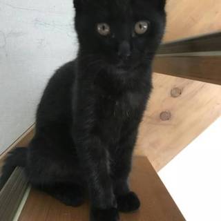 黒猫♀生後４ヶ月くらい 里親募集