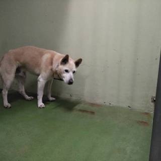 里親様決定❤  ありがとうございました