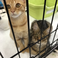 グループねこさと「子猫成猫譲渡会」