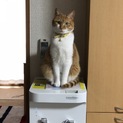 新しい里親さんを探しております