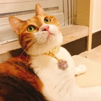 ごま