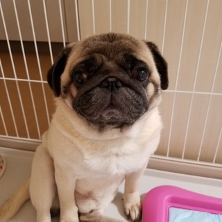 パグ里親決定