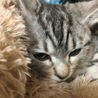 ぴょんちむ