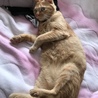 お腹の風邪中。