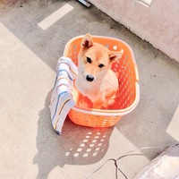 麦