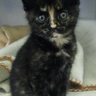 赤ちゃん子猫、よろしくお願いいたします。