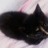 赤ちゃん子猫、よろしくお願いいたします。 サムネイル2