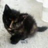 赤ちゃん子猫、よろしくお願いいたします。 サムネイル4