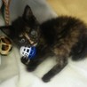 赤ちゃん子猫、よろしくお願いいたします。 サムネイル5