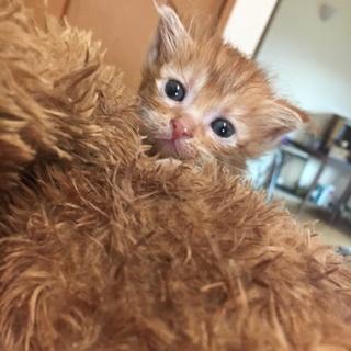 茶トラの仔猫ちゃん♡