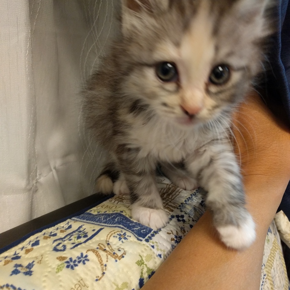 ちょびのカバー写真