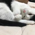 はちわれ子猫