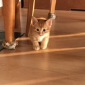 茶トラ子猫の里親募集