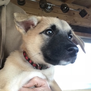 生後2ヶ月の子犬たち メス1匹となりました
