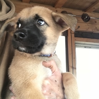 生後2ヶ月の子犬 オス1匹となりました