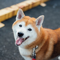 人馴れ抜群！かわいい柴犬くん8歳！